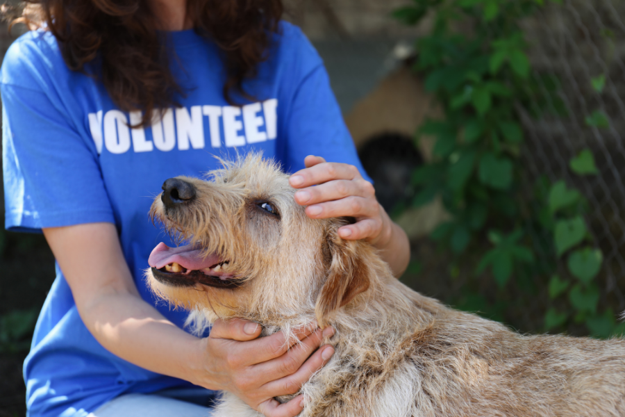A volunteer pats a dog.